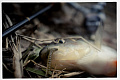 Cruel leech 2.2" 8-55-23-6