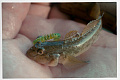 Cruel leech 2.2" 8-55-23-6