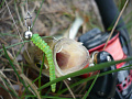 Cruel leech 2.2" 8-55-20-6