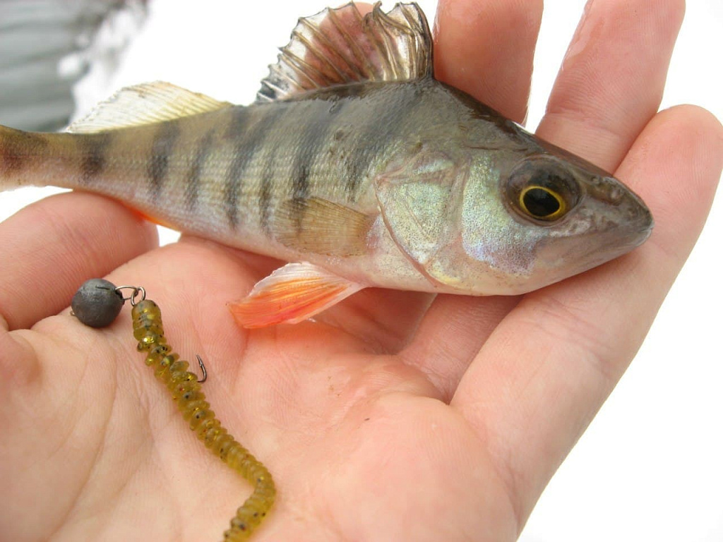 Cruel leech 2.2" 8-55-20-6